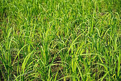 马斯克询问《暗黑破坏神5》 又被玩家们群嘲！